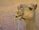 camel in morocco